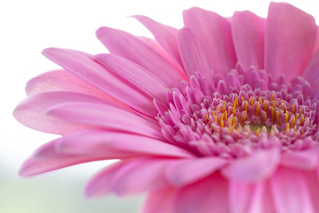 非洲菊 Transvaal菊花 粉红色的花 - 上的免费照片
