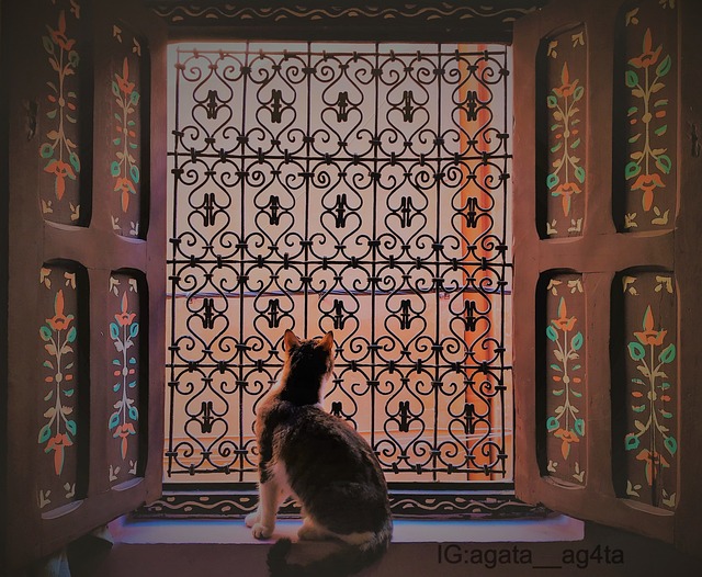 猫猫 窗户 艺术 - 上的免费照片