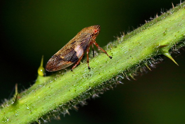 Froghopper 特写 昆虫 - 上的免费照片