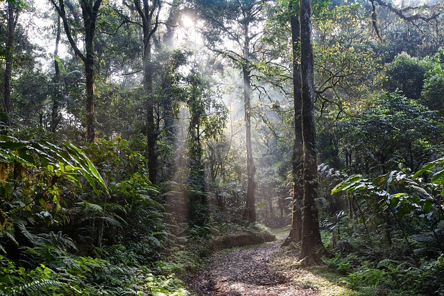 雨林 小路 清晨的薄雾 - 上的免费照片