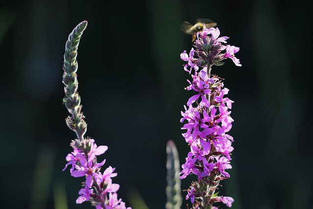 红狐狸婆婆纳 维罗妮卡 Spicata 草 - 上的免费照片