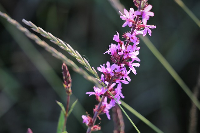 红狐狸婆婆纳 维罗妮卡 Spicata 草 - 上的免费照片