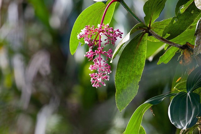 热带植物 Medinilla桐 热带雨林 - 上的免费照片