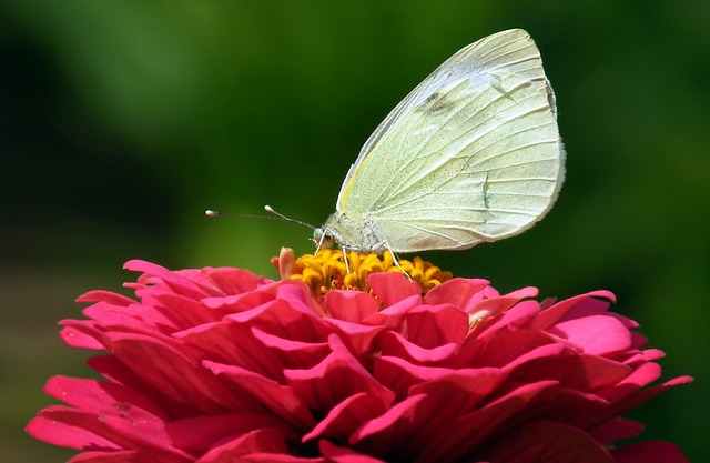 蝴蝶 Bielinek 花 - 上的免费照片