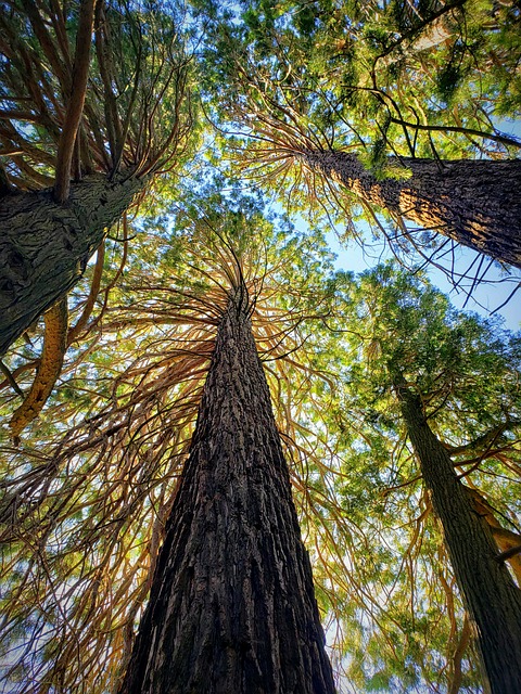 加利福尼亚州 红杉 自然 - 上的免费照片