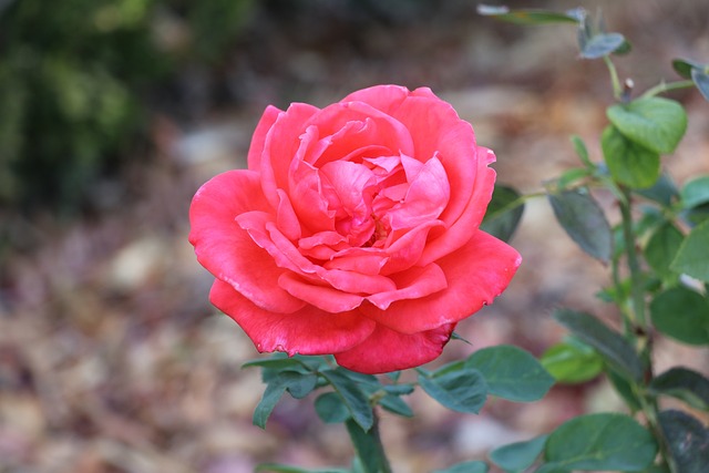 Jardim植物D&#39;Ajuda 花 里斯本 - 上的免费照片