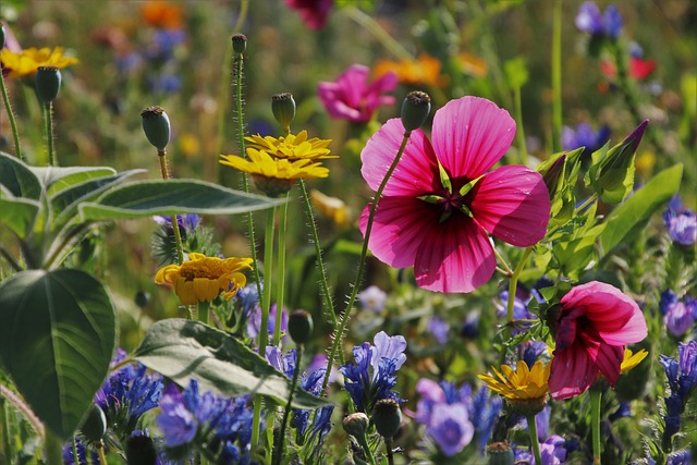 情绪 草地 野花 - 上的免费照片