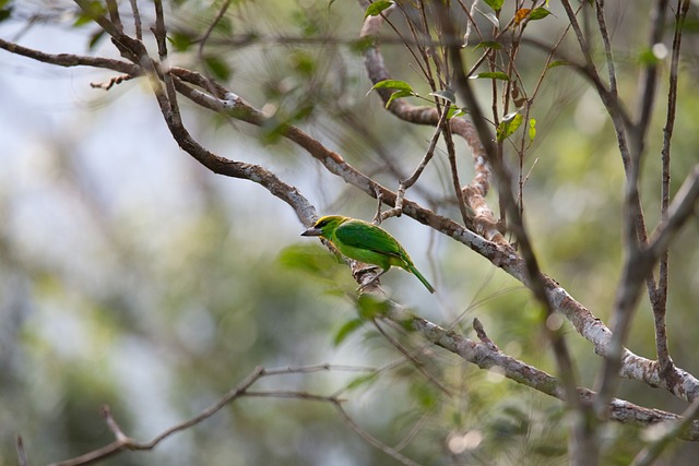 野生鸟 热带雨林 类别的人物名单 Psilopogon - 上的免费照片