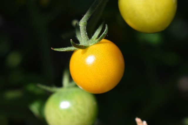 小番茄 番茄 嘎 - 上的免费照片