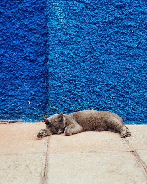 猫 睡觉 墙 - 上的免费照片