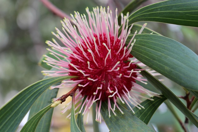 针垫Hakea 花 球形 - 上的免费照片