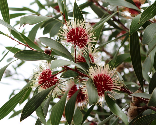 针垫Hakea 花朵 球形 - 上的免费照片