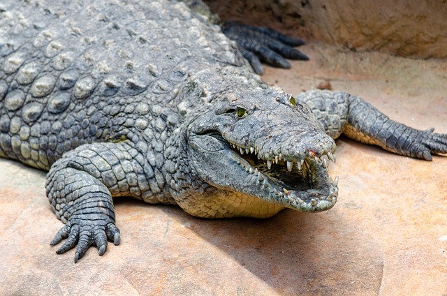 La Ferme Aux Crocodilles 鳄鱼 鳄鱼的农场 - 上的免费照片