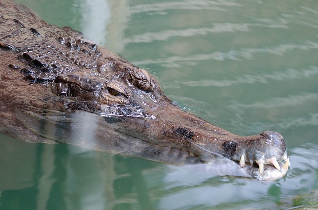 La Ferme Aux Crocodilles 鳄鱼 鳄鱼的农场 - 上的免费照片