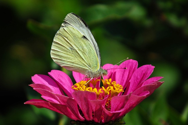 蝴蝶 百日草 昆虫 - 上的免费照片