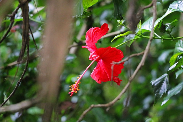 芙蓉 Rosemallow 自然 - 上的免费照片