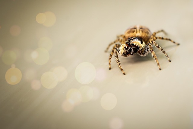 蜘蛛 跳线 昆虫 - 上的免费照片