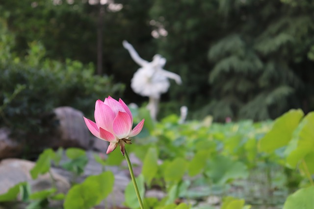 Lotus Flower Leaf - 上的免费照片