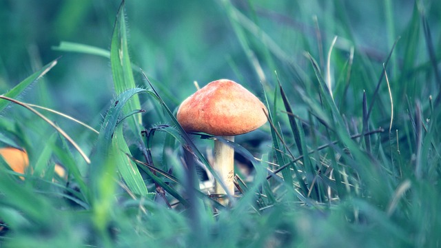 蘑菇 喀拉拉邦 印度 - 上的免费照片