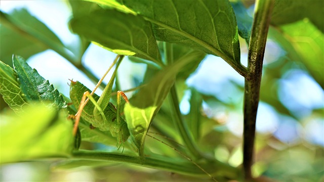 蚱蜢 昆虫 绿色 - 上的免费照片