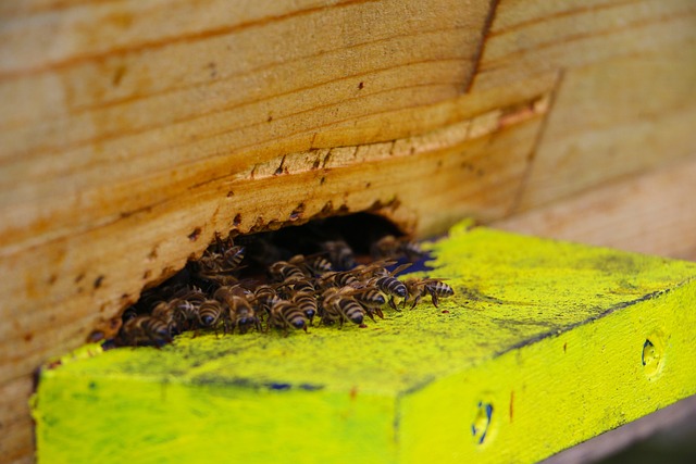 蜜蜂 空气孔 昆虫 - 上的免费照片