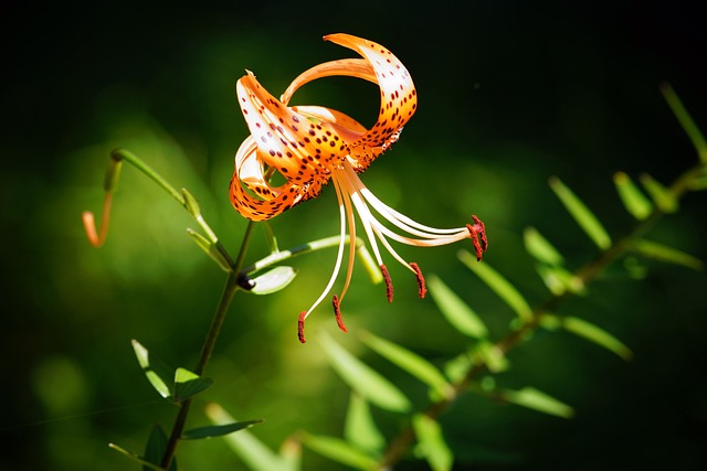 Conicuri 花 绿色 - 上的免费照片