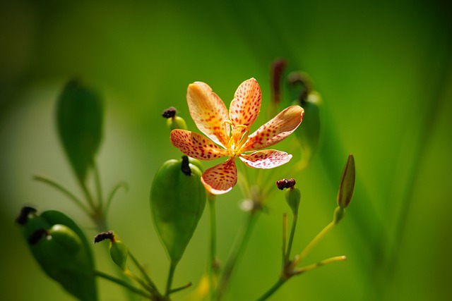 Conicuri 花 绿色 - 上的免费照片