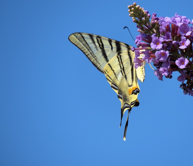 燕尾 蝴蝶 昆虫 - 上的免费照片