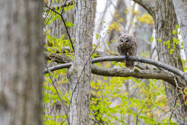 猫头鹰 野生鸟 森林 - 上的免费照片