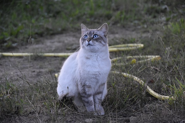 猫 胡同猫 欧洲猫 - 上的免费照片