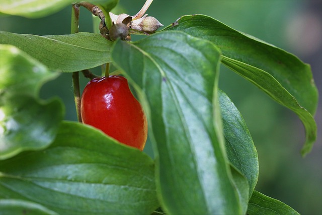 山茱萸 萸 红Berrie - 上的免费照片