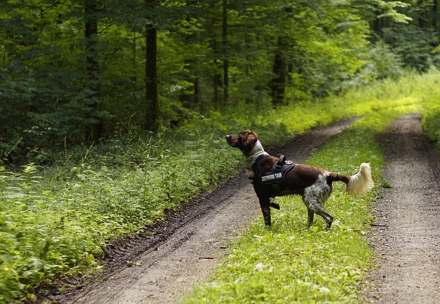 狗 猎犬 Münsterl?nder - 上的免费照片