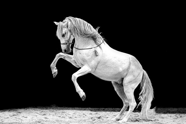 马 骑马 黑色和白色 - 上的免费照片