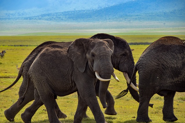 大象 野生动物 苹果浏览器 - 上的免费照片