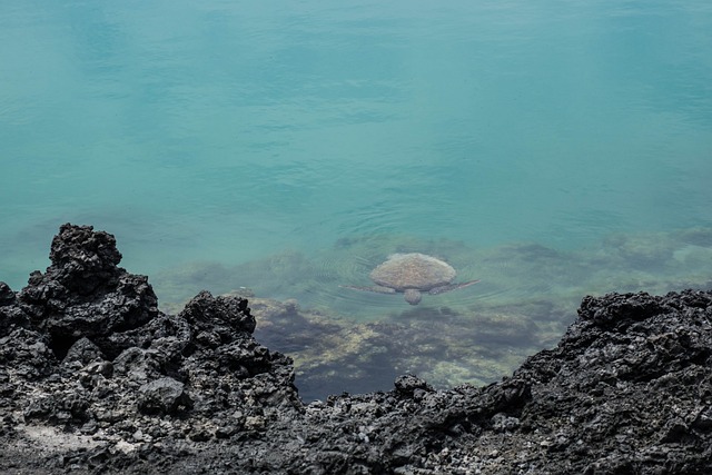 Seaturtle 龟 加拉帕戈斯 - 上的免费照片