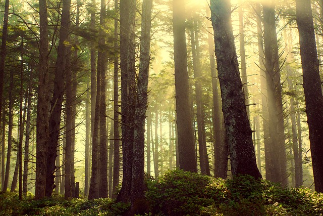 森林 射线 神光 - 上的免费照片