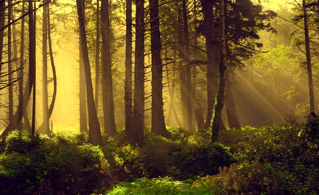 森林 射线 神光 - 上的免费照片