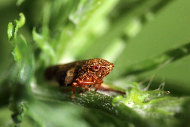 Froghopper Spittlebug 昆虫 - 上的免费照片