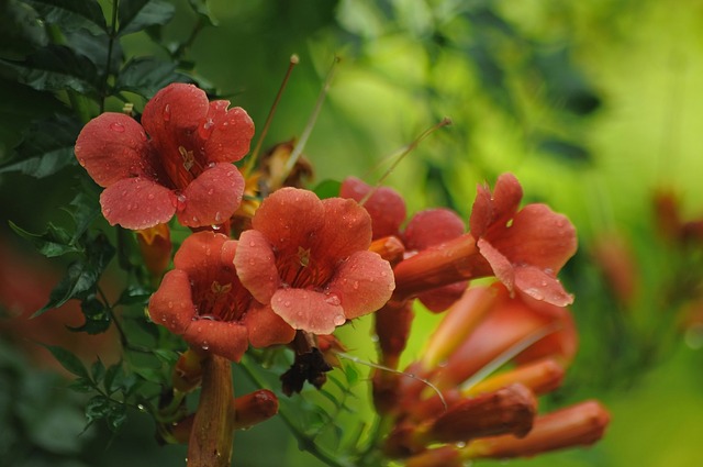 Campsis 花序 橙色的 - 上的免费照片