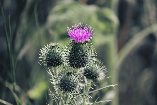 Cirsium 花 蓟 野生植物 - 上的免费照片