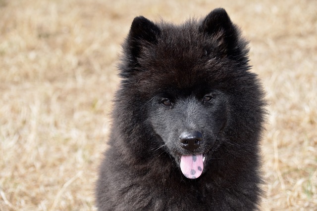 狗 狗Eurasier 小狗 - 上的免费照片