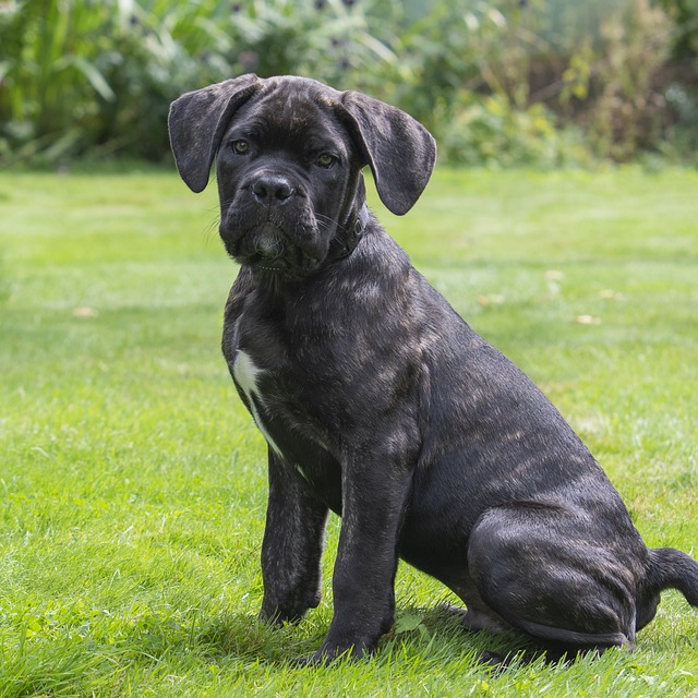 Canecorso 小狗 可爱 - 上的免费照片