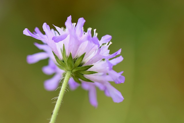 外地 Scabious 现场的寡妇的花 Knautia - 上的免费照片