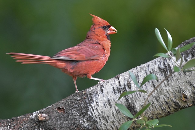 北红衣主教 鸟 红鸟 - 上的免费照片