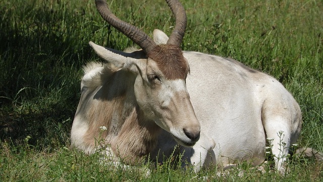 阿达克斯 Addax Nasomaculatus 羚羊 - 上的免费照片