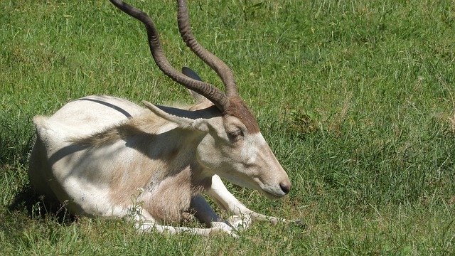 阿达克斯 Addax Nasomaculatus 羚羊 - 上的免费照片