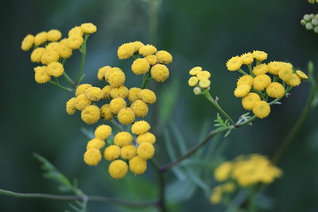 蜡菊 花 植物 - 上的免费照片