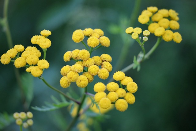 蜡菊 花 植物 - 上的免费照片