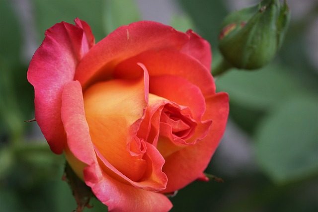 红黄玫瑰Alinka 盛开 丰富多彩的 - 上的免费照片