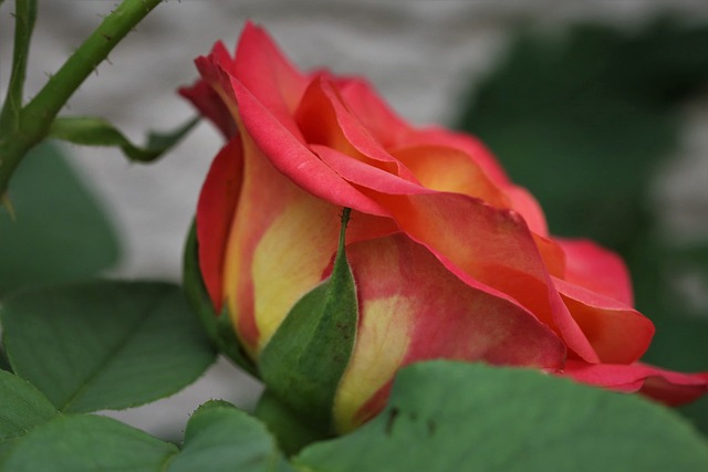 红黄玫瑰Alinka 盛开 丰富多彩的 - 上的免费照片